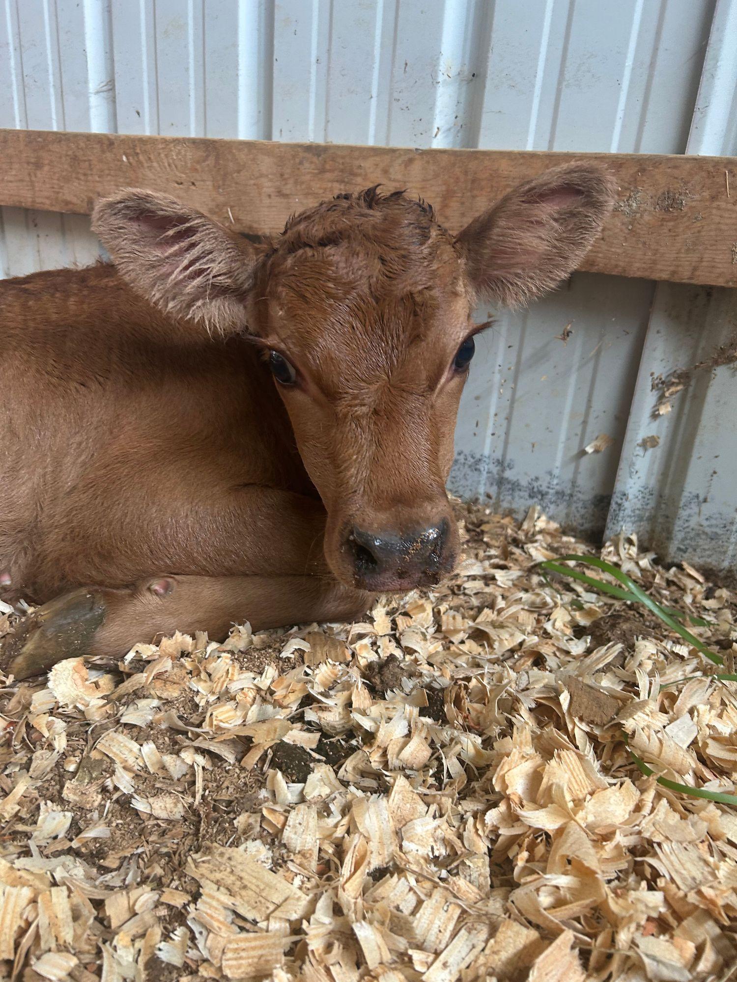 A curious Jersey calf resting in the Milk & Marrow barn