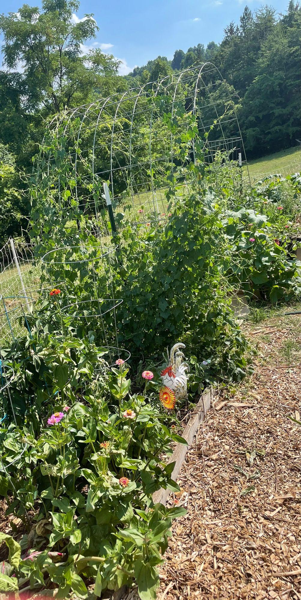 The garden growing at the Milk & Marrow homestead