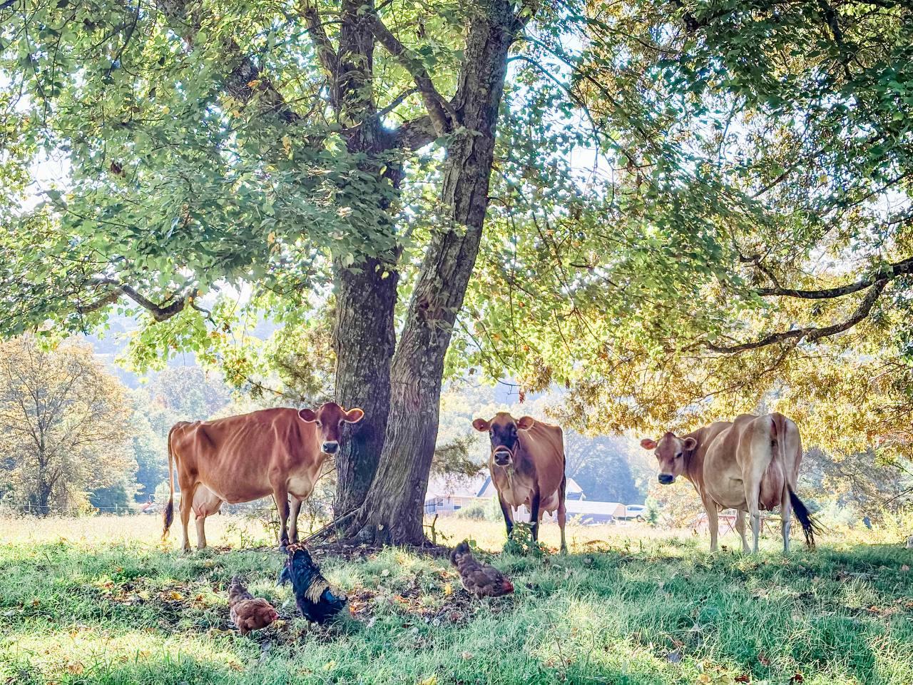 Three Jersey cows resting under a tree on the Milk & Marrow farm